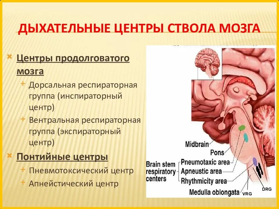 Дыхательный центр находится в продолговатом мозге. Центры ствола мозга. центры ствола.