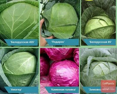 Лучшие сорта капусты для хранения на зиму