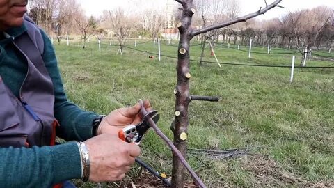 Прививка яблони весной сроки в средней полосе