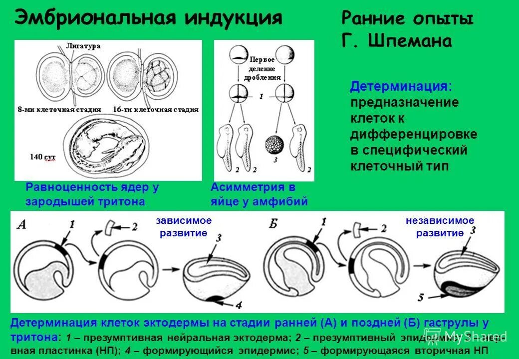 Дифференцировка эмбриогенеза