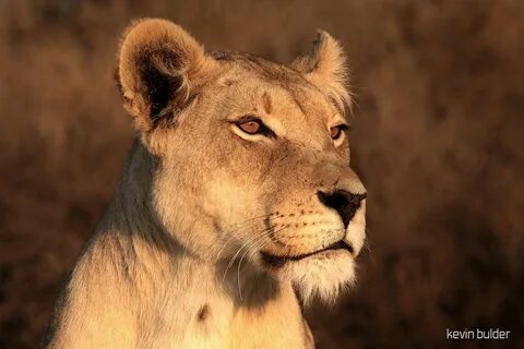 Lioness in the rain