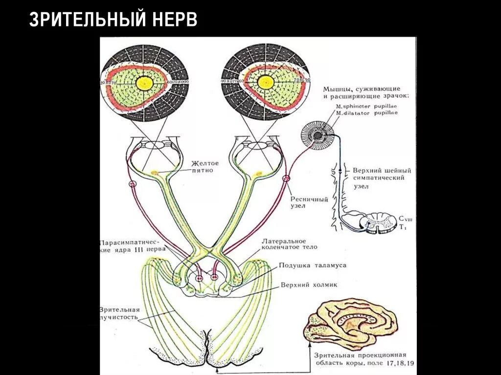 Два зрительных нерва. Зрительный нерв строение анатомия. Зрительный нерв строение и функции. Зрительный нерв входит в полость черепа через. Строение зрительного нерва глаза.