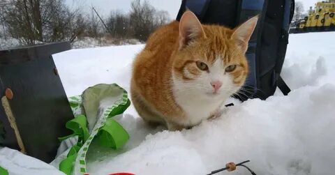 Коте рыбалка