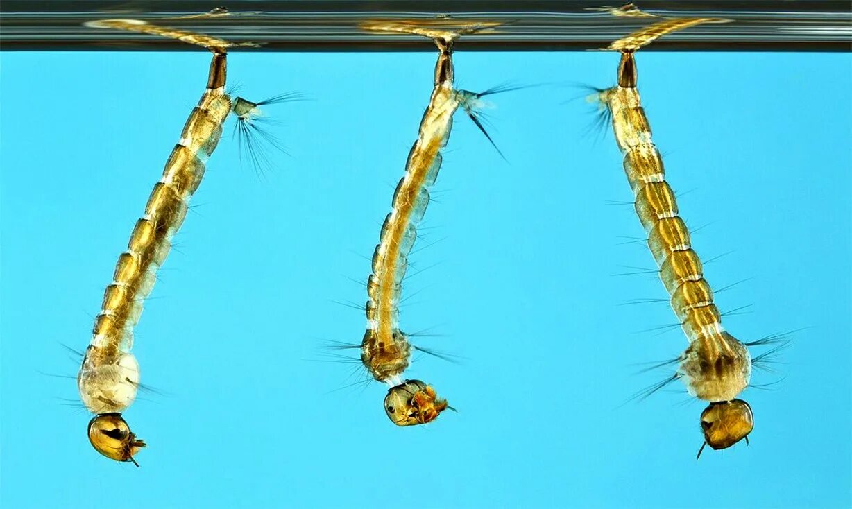 Мотыль малярийного комара. Личинка малярийного комара. Хирономиды личинки мотыль. Личинка комара Пискуна.