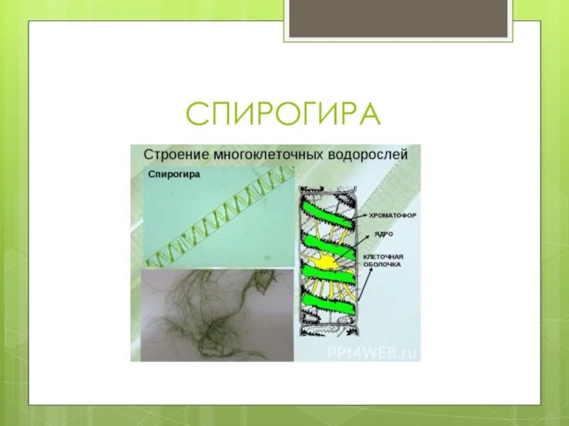 Строение ядра спирогиры. Строение клетки спирогиры. спирогира строение. спирогира строение рисунок. строение оболочки спирогиры.