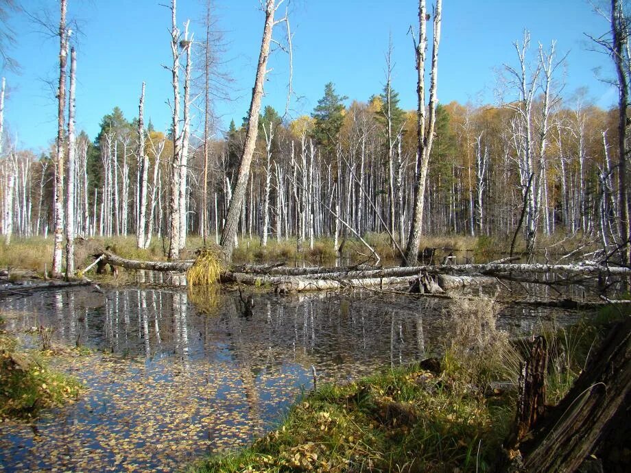 Топи болота. С. Камско-бакалдинские болота. Форум топи. Форум топи.