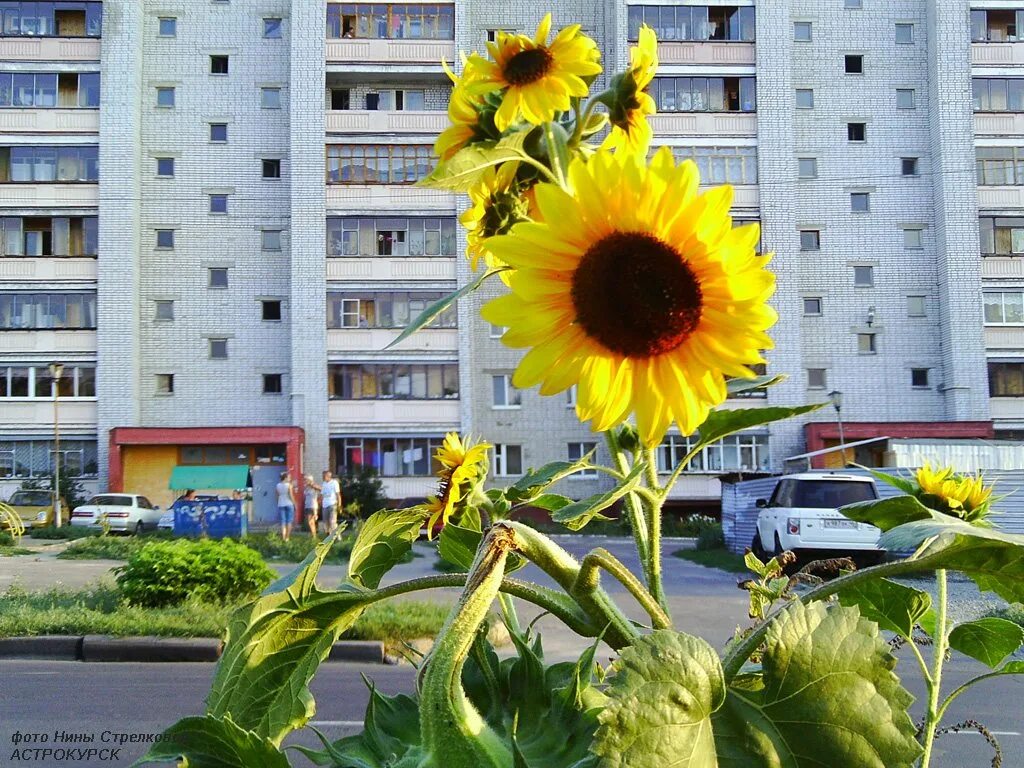 Улица подсолнух. Подсолнух символ Украины. Нидерланды Подсолнухи символ. Подсолнухи на памятник. Подсолнух многоцветковый возле дома.