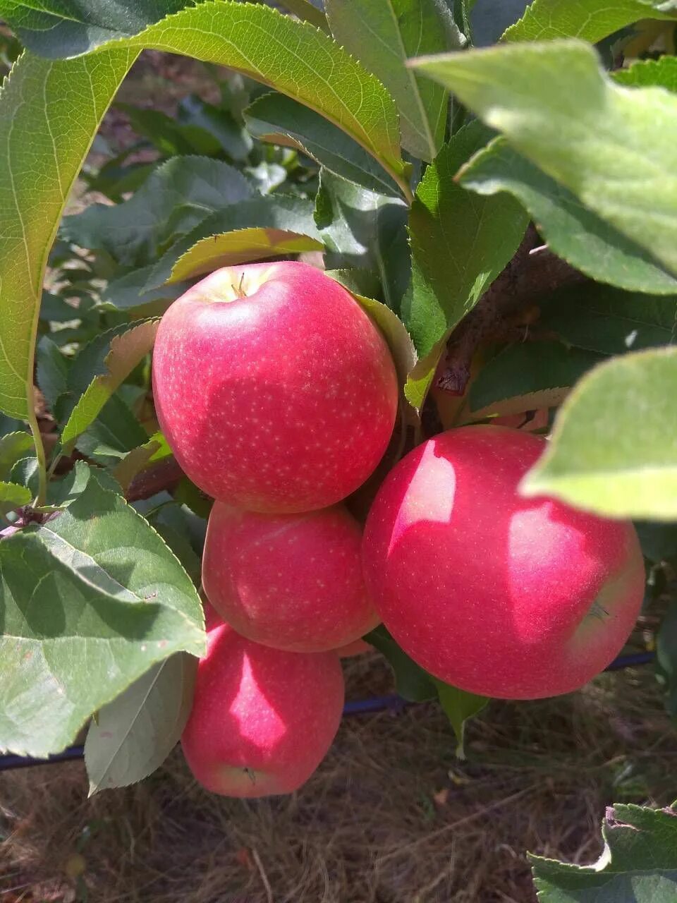 Яблоня джамбо пом. Яблони продажа. Яблоки купить. Где купить яблоню в Чеховском районе. Где можно купить яблони