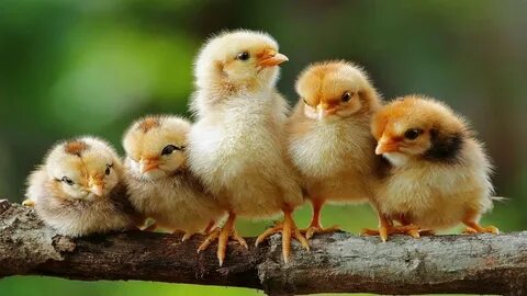 Күйеуімен жыныстық қатынасқа түскендер