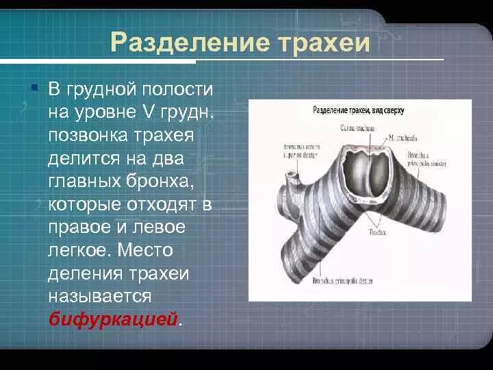 Трахея делится на. Трахея делится на два. Трахея делится на два. Хрящевые кольца бронхов. Из чего состоит трахея и главные бронхи.