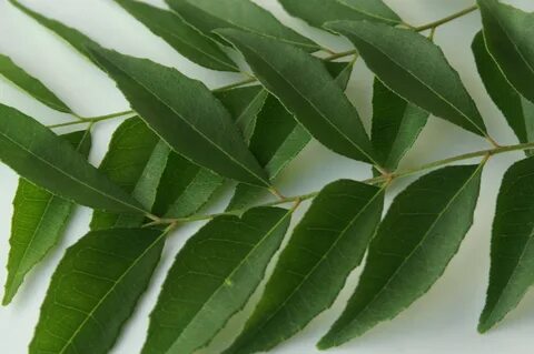 Skin plants