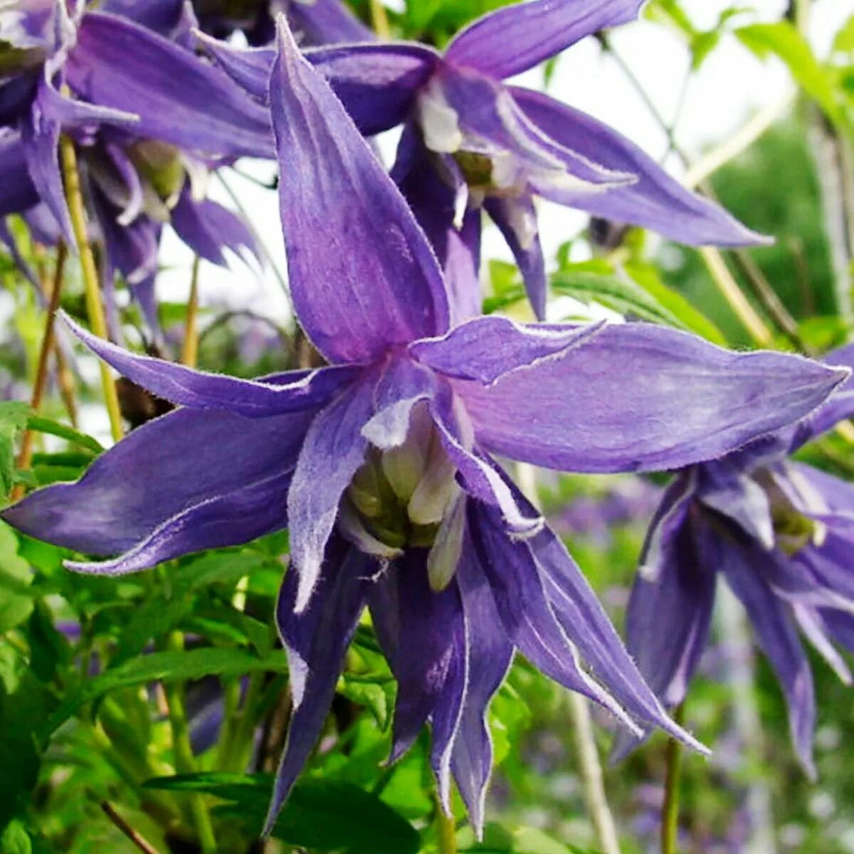 клематис жиска. клематис княжик вилли. клематис жиска. княжик lagoon. клематис княжик.