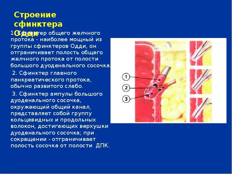 Сфинктер образован. Сфинктер образован