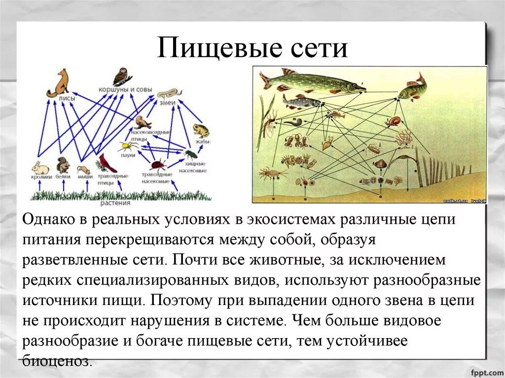 Пищевая сеть примеры. Пищевая сеть 5 класс биология. Что такое пищевая цепь и пищевая сеть. Пищевая сеть это в экологии. Трофические цепи и сети.