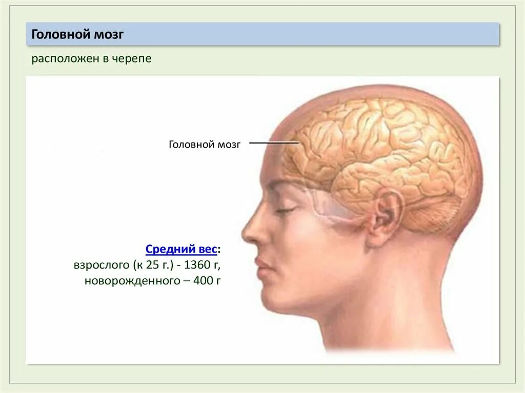 1 головной мозг расположение. Расположение головного мозга в черепе. Расположение мозга в черепной коробке.