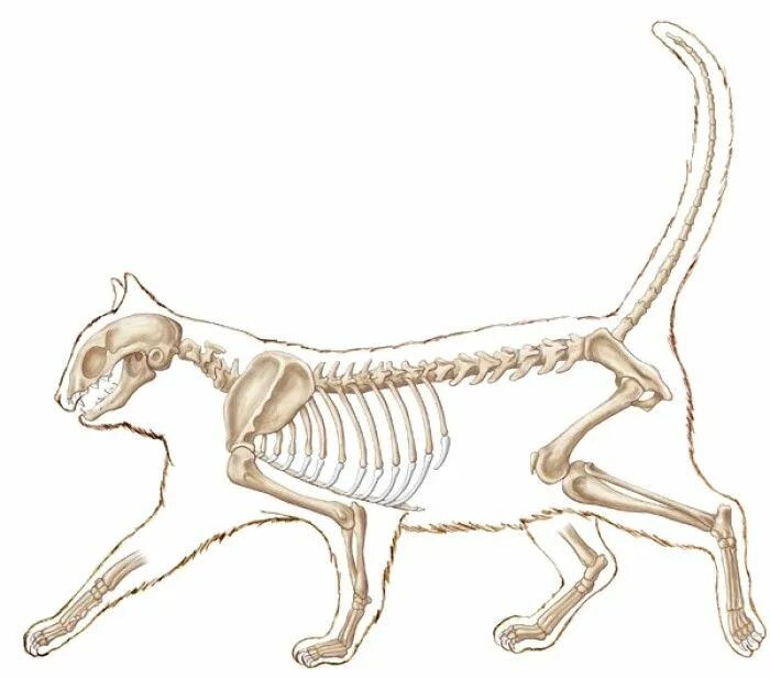 Скелет смилодона схема. Строение органов кота брюшная полость. Мышечная система кошек. Мышечное строение кошки. Строение кота сбоку.