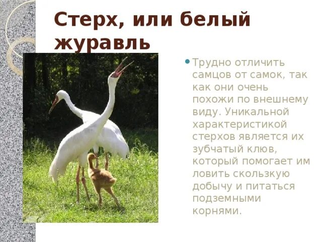 Проект белый журавль 2 класс Значение диких животных и их охрана