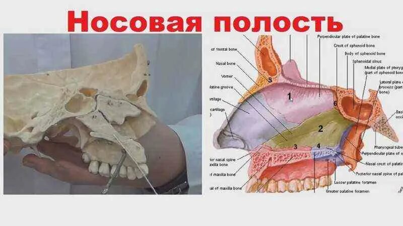 Строение носовой полости. Носовая полость в разрезе анатомия. Разрез носовой полости строение. Строение носоглотки пазухи. Строение человеческого носа в разрезе.