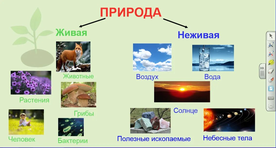 Строение живого и неживого. Живая и неживая природа. Предметы живой и неживой природы. Живая и неживая природа 2. • «Где Живая и неживая природа?».