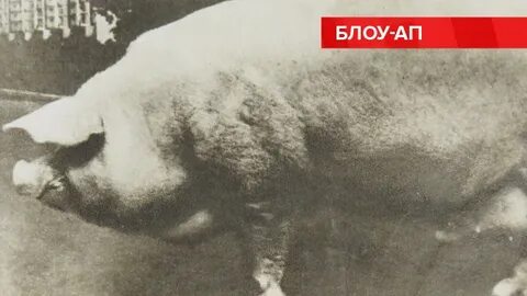 Выставка свиней