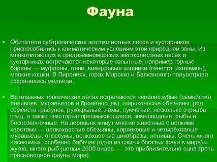 Животный мир жестколистных лесов