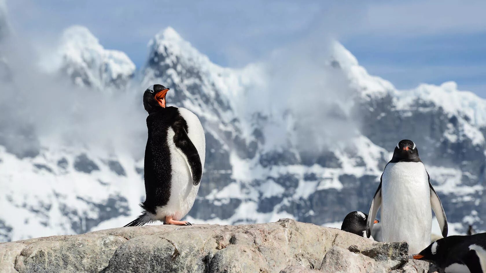 Антарктида тайна шестого континента. Земля территория загадок. Загадки антарктиды. Открытие озера восток в антарктиде. Остров сеймур антарктида.