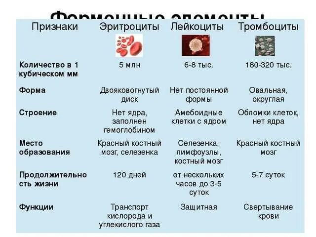 Эритроциты лейкоциты тромбоциты что это. Признаки эритроциты лейкоциты тромбоциты таблица. описание строения эритроцитов лейкоцитов тромбоцитов.