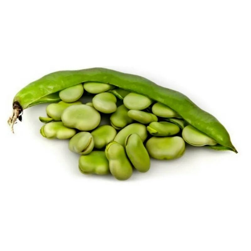 Бобы семена. Бобы (vicia faba).. бобы фава растение. бобы семена фава. фасоль фава.