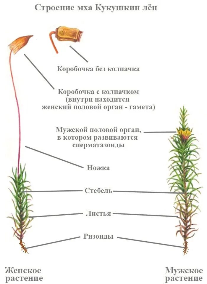 Взрослое растение мхов. Строение мха Кукушкин лен. Мхи Кукушкин лен и сфагнум. Кукушкин лен размножение. Строение коробочки сфагнума.