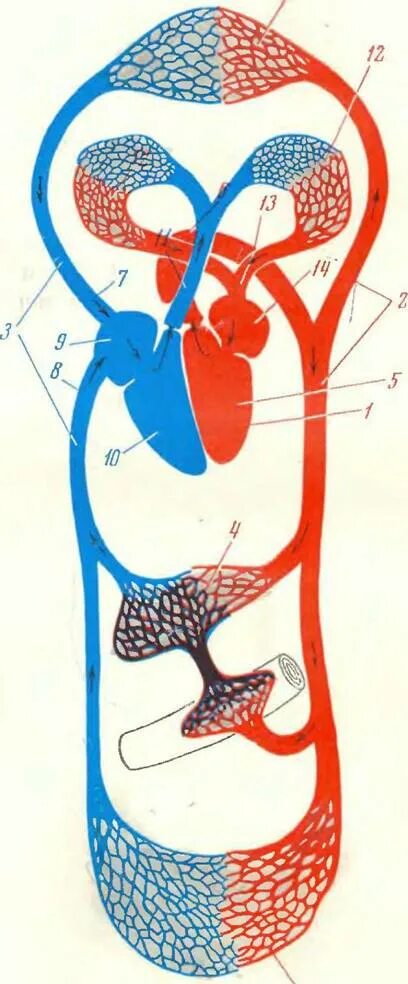 Эволюция кровеносной системы млекопитающих. Кровеносная система млекопитающих схема. Млекопитающие два круга кровообращения. Малый круг кровообращения у млекопитающих. Большой круг кровообращения млекопитающих схема.