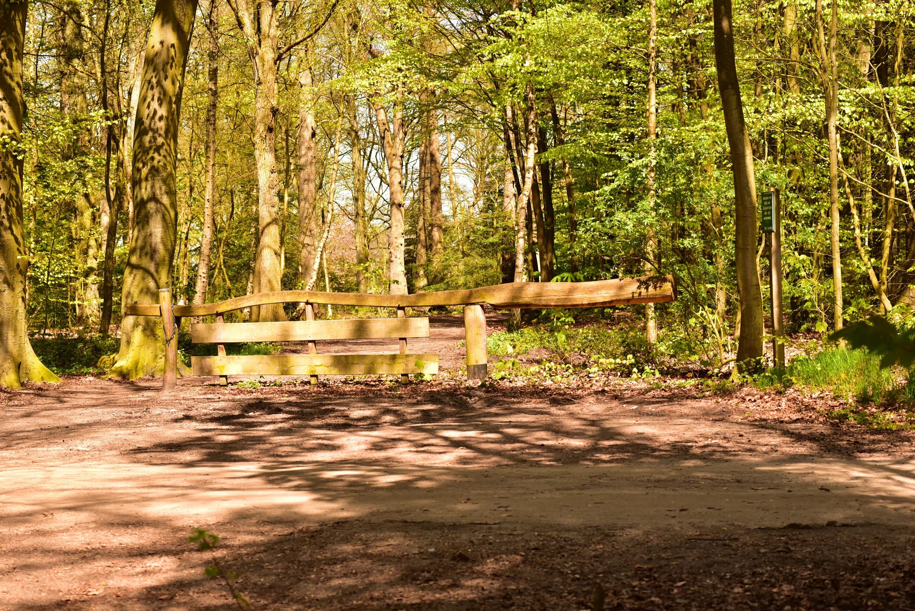 Wood trail. Wood trail. Wood trail. Широколиственный лес фауна. Камни в траве.