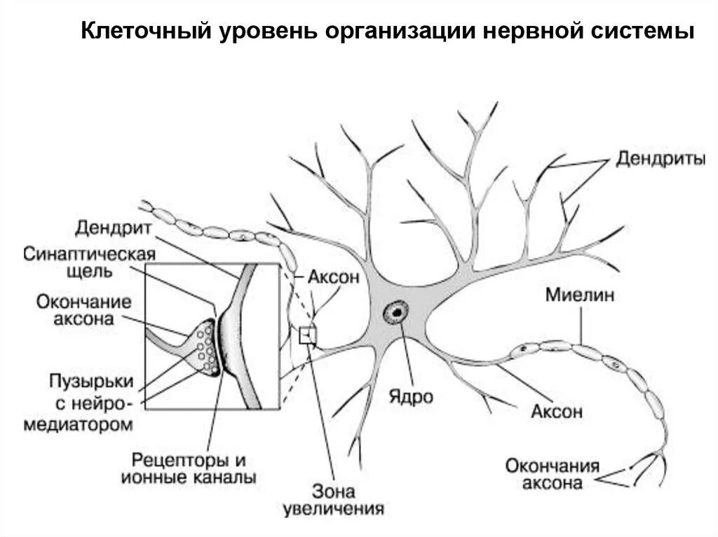 Мозг строение нейроны мозга. Строение нейрона синаптическая щель. нейроны головного мозга строение. нейрон мозга схема. нейронная клетка структура.