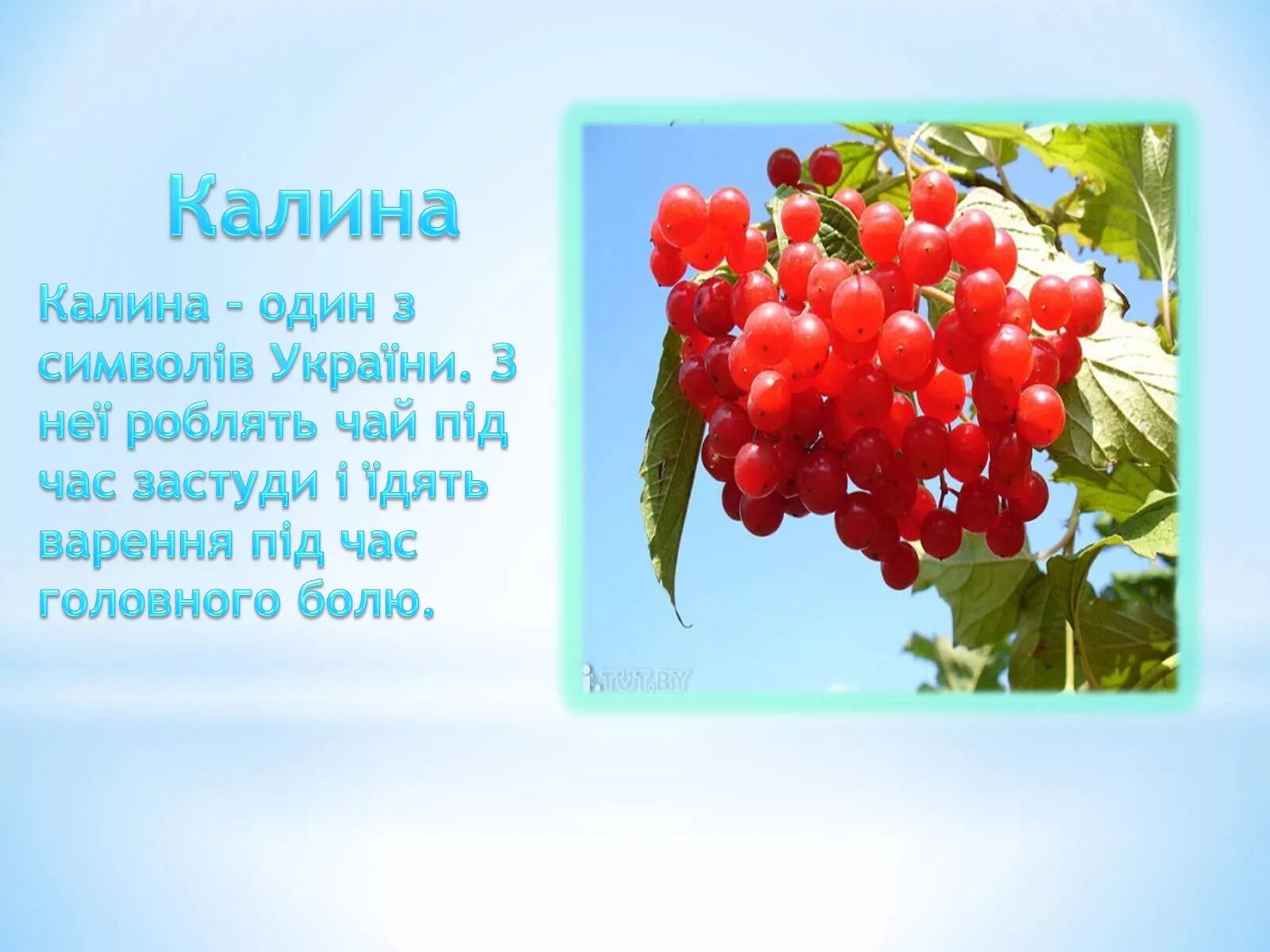 Детские стихи про калину. Стихи о калине. Загадка про калину для детей. Загадка про калину для детей. Калина біля хати.