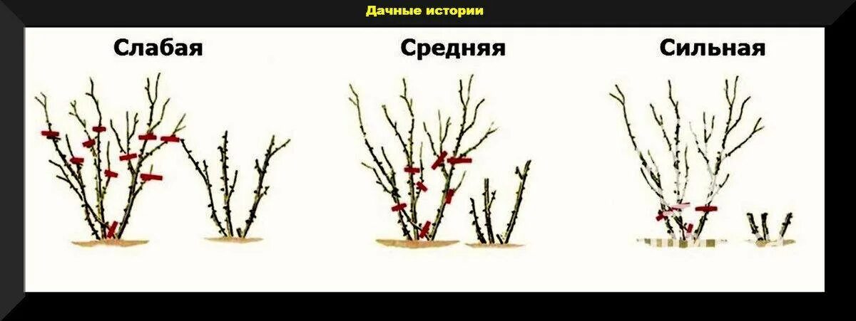 Как обрезать розу весной для начинающих. Обрезка плетистой розы весной. Обрезка розы Кордана весной. Правильная обрезка роз весной схема. Схема обрезки роз флорибунда весной.