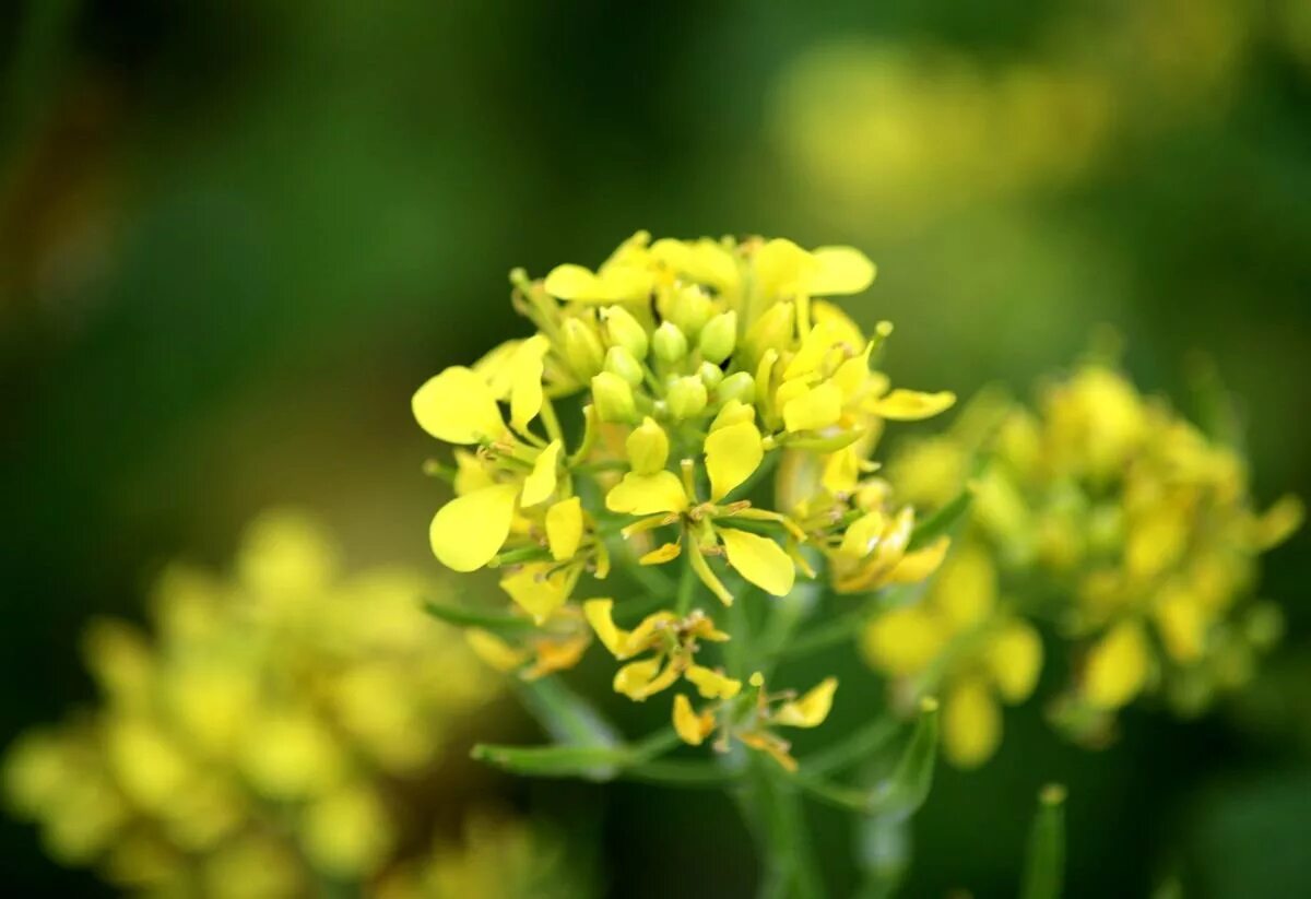 горчица белая крестоцветные. горчица сарептская — brassica juncea. горчица сарептская растение. сурепка и рапс. сурепка белая.