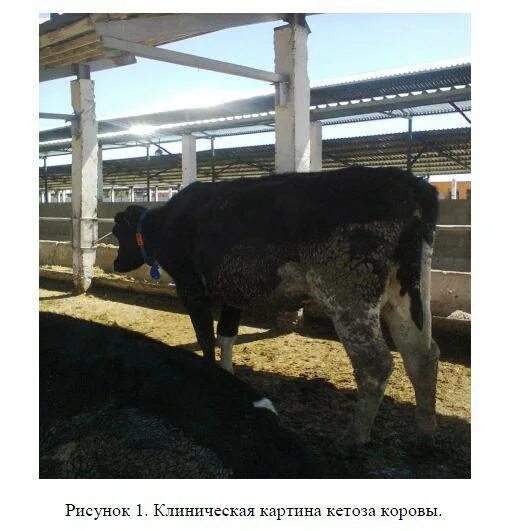 Кетоз у животных. Кетоз крупного рогатого скота. послеродовой метрит крс.