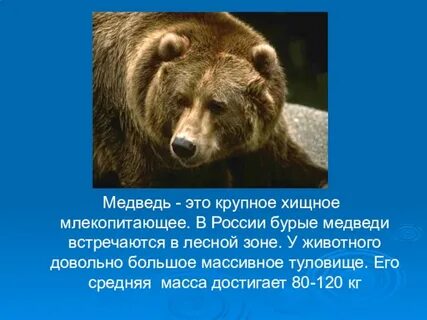 Окружающий мир медведь