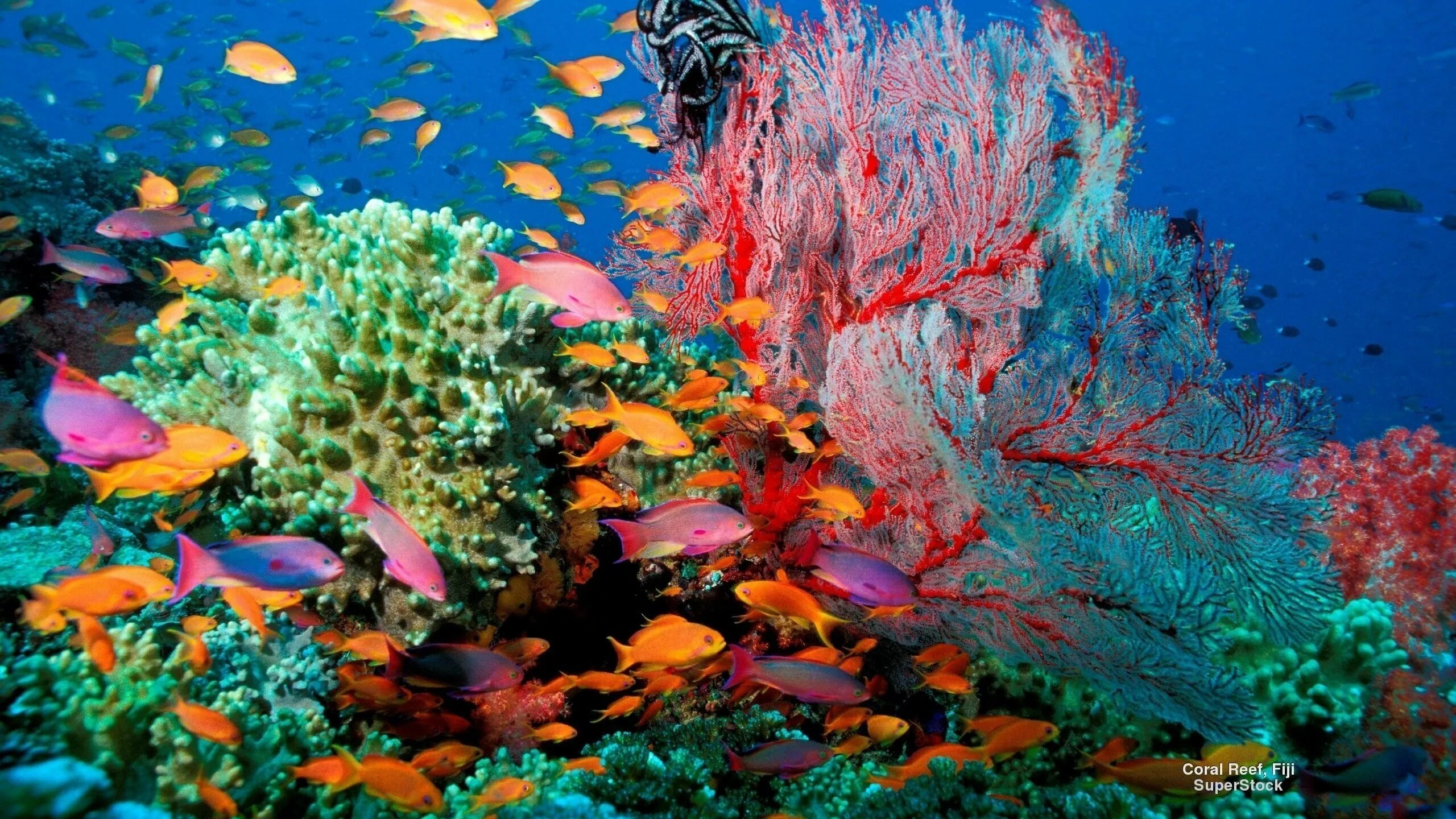 Коралловые рифы красота. Морской парк на рифах Туббатаха. Риф коралловый 54546. Коралловые рифы Фиджи. Барьерный риф кораллы.