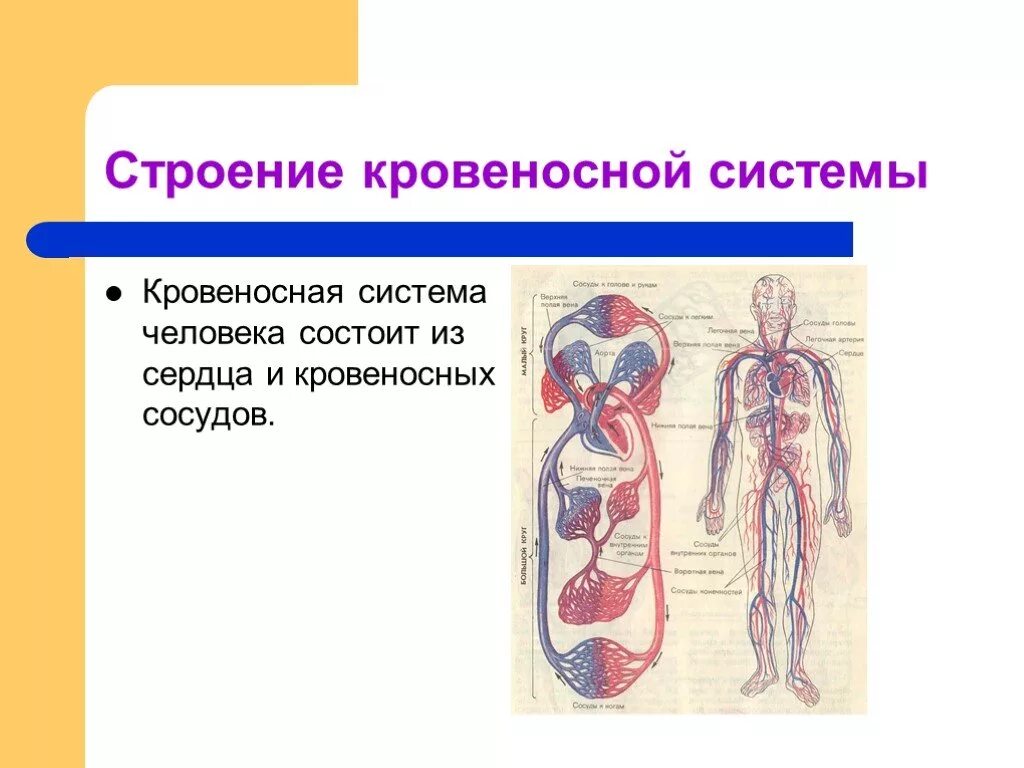 Контрольная работа по теме кровообращения. Кровеносная система человека. Строение кровеносной системы человека. Кровеносная система человека анатомия. Кровеносная система состоит из.