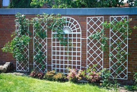 Жыныс конусының сперматозоидтары өте көп