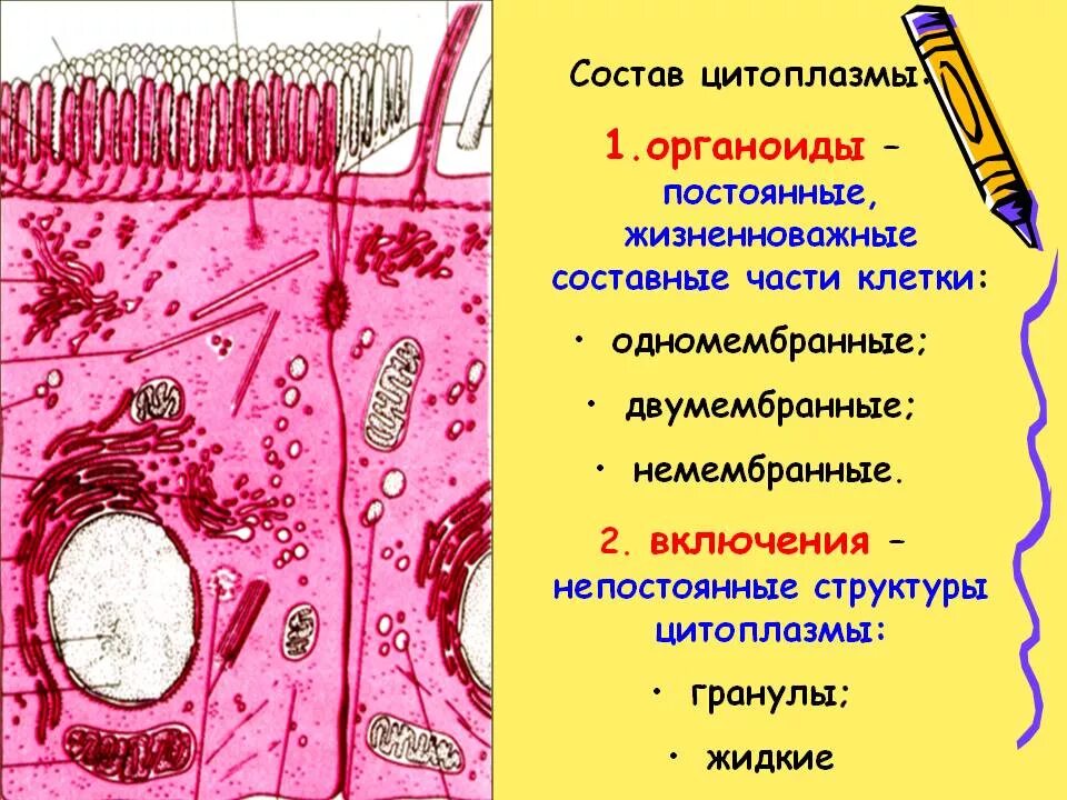 Цитоплазма клетки состав и строение. Цитоплазма рисунок строение функции. составные части цитоплазмы. составные компоненты цитоплазмы. строение цитоплазмы.