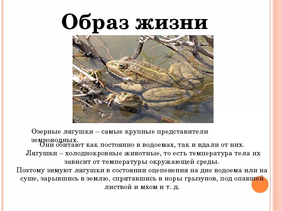 Особенности образа жизни лягушки. Образ жизни земноводных. Образ жизни амфибий. Образ жизни земноводных кратко. Образ жизни лягушки.