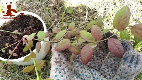 Красные листья у голубики что делать