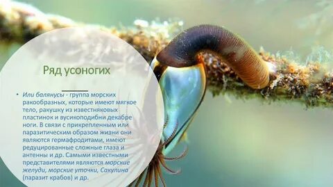Ракообразные в жизни человека