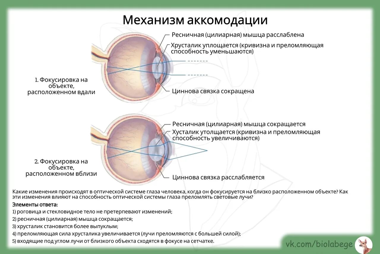 Практическая работа принцип работы хрусталика биология. Аккомодация хрусталика глаза. Механизм аккомодации хрусталика. Аккомодация цилиарная мышца. Аккомодация мышцы.