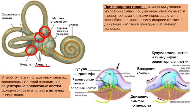 Полукружные каналы внутреннего уха ампулы. Строение ампулы полукружного канала. Мешочки преддверия внутреннего уха. Строение полукружных канальцев.