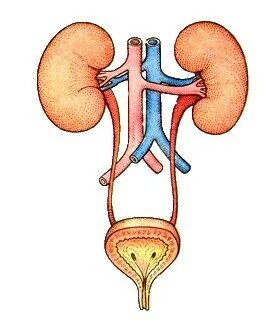 Клитордың зәр шығару суреті