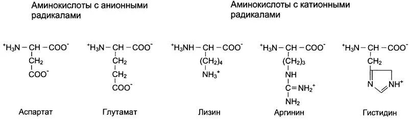 Аминокислоты нерастворимы в воде. Гидрофильные анионные аминокислоты. анионная группа аминокислот. аминокислоты с гидроксильной группой. аминокислоты с катионными радикалами.