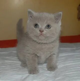Котята на авито ростов