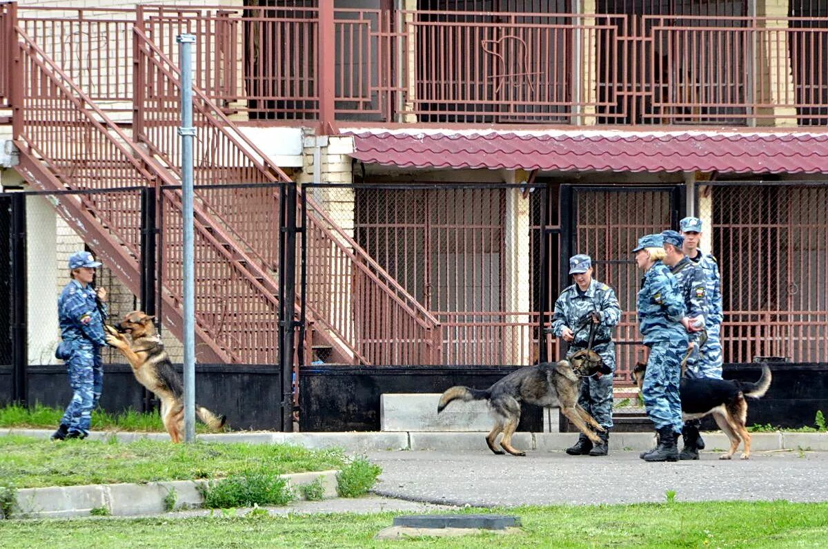 Кинолог с собакой в крокусе. Вольеры для служебных собак ФСИН России. Кинологический питомник МВД Балашиха. Вольер для служебных собак ФСИН. Городок для служебных собак.